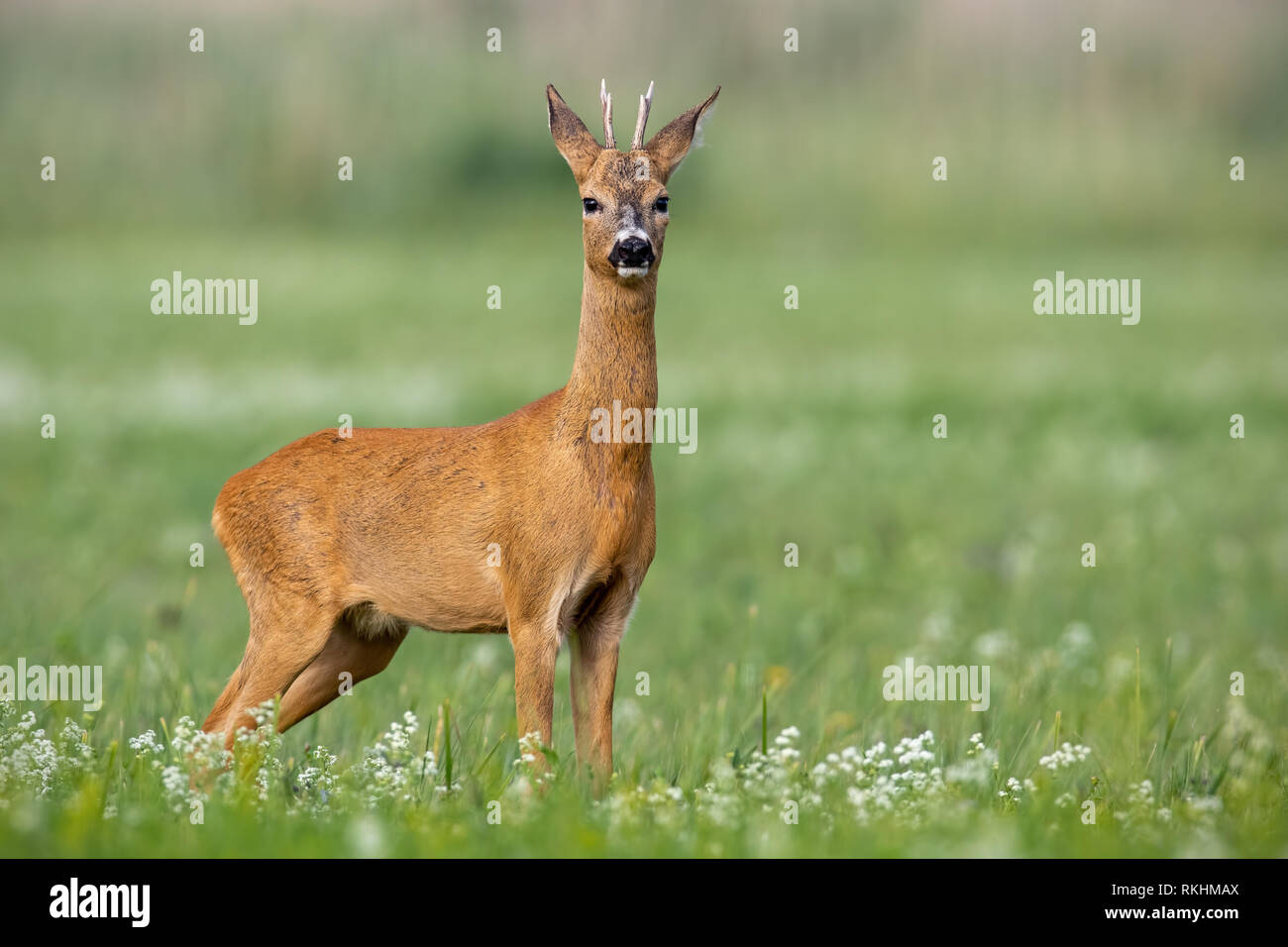 Junge vorsichtig Rehe Buck auf blühende Wiese im Sommer. Stockfoto