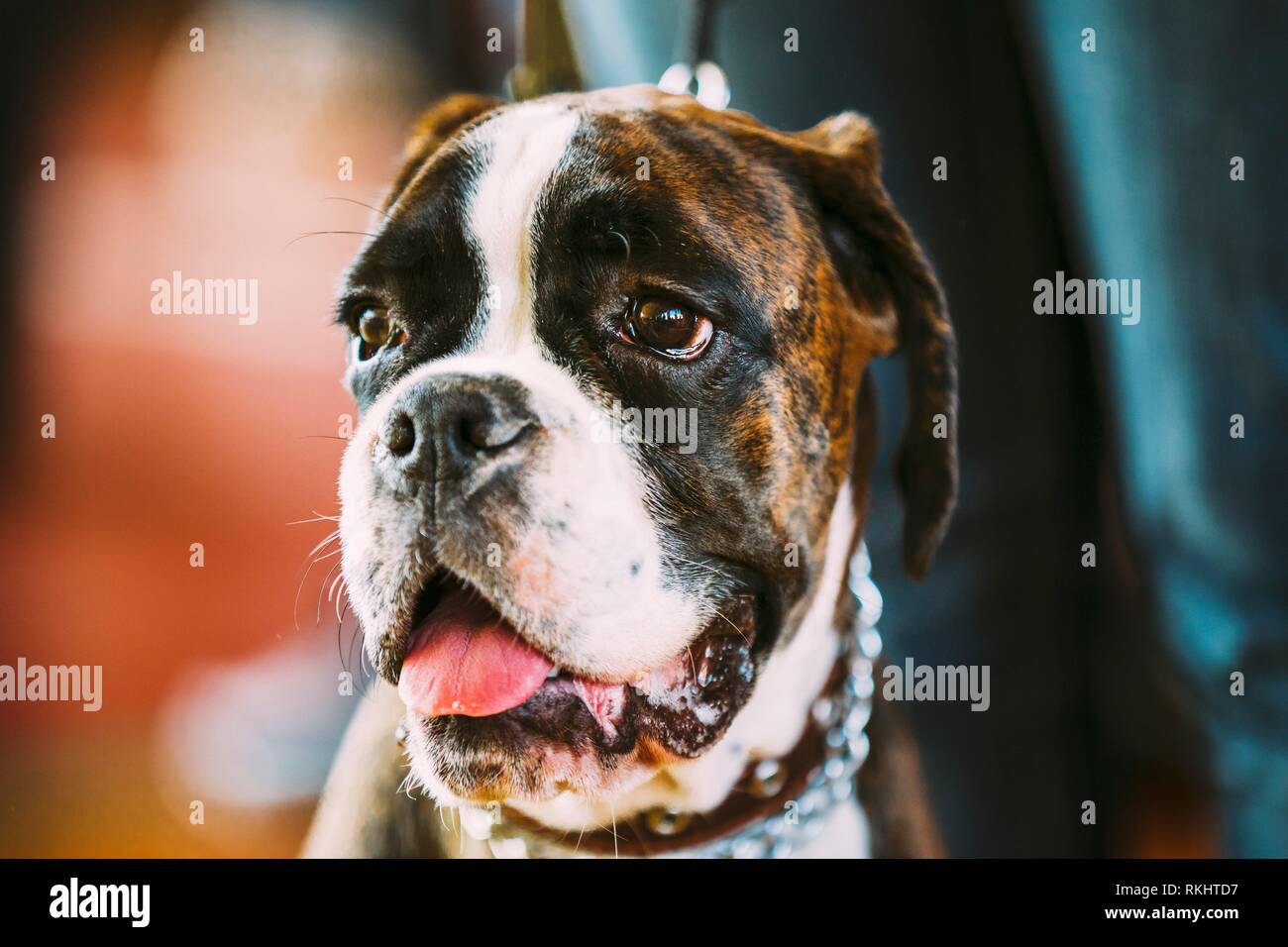 Weisser Boxerhund Stockfotos Und Bilder Kaufen Alamy