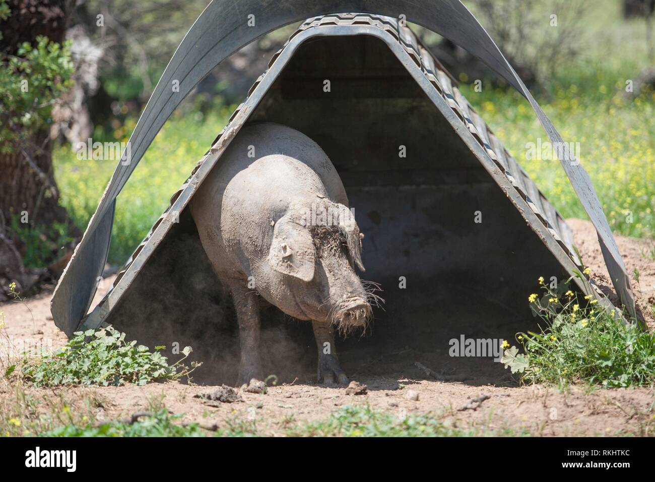 Schwarzen iberischen Schwein Kratzen auf Hütte säen. Extremadura, Spanien. Stockfoto