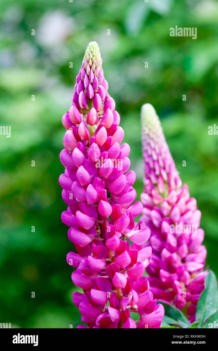 Dekorative pflanzenflora Fotos und Bildmaterial in hoher Auflösung