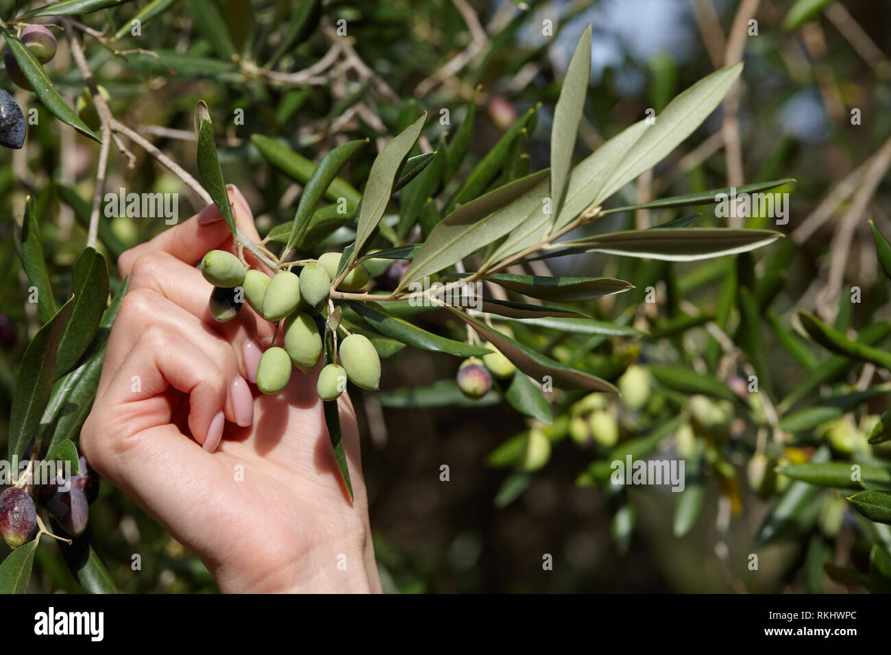 Grüne Oliven in der Olive Tree Branch Nahaufnahme Stockfoto
