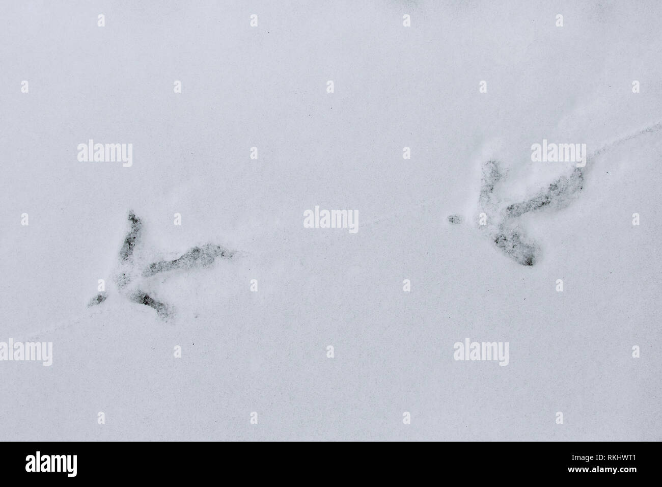 Gemeinsame Fasan/Ring-necked Fasan (Phasianus colchicus) Spuren im Schnee im Winter Stockfoto