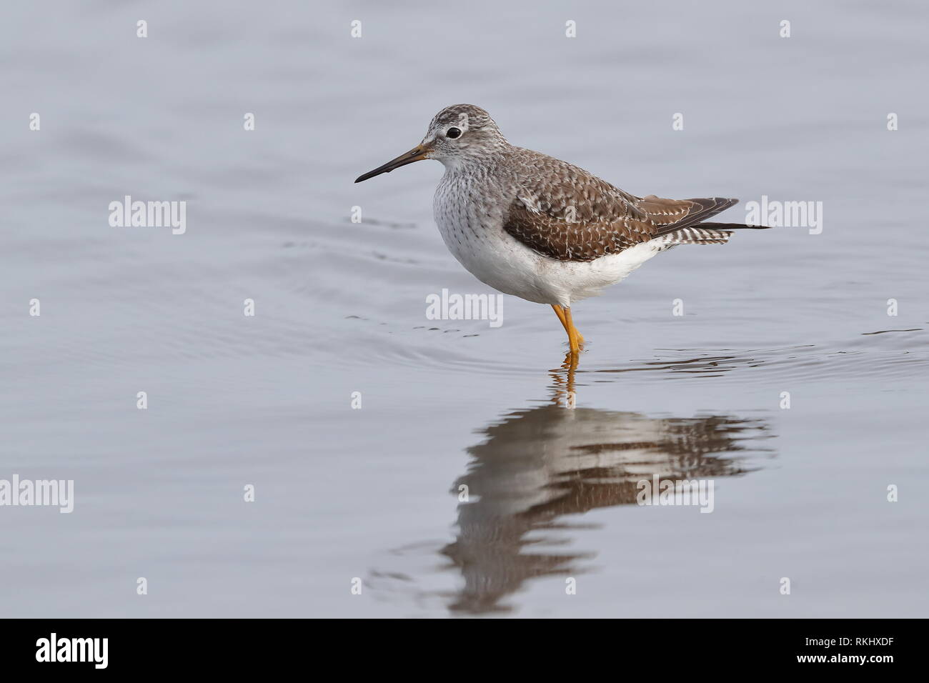 1. winter Lesser Yellowlegs Stockfoto
