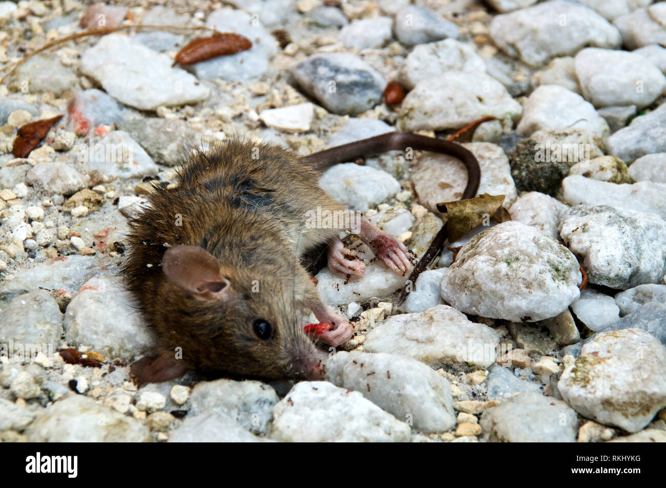 Augenhohe Blick Auf Tote Maus Erscheinen An Den Betrachter Zu Suchen Auf Dem Boden Von Ameisen Gefressen Zu Werden Stockfotografie Alamy