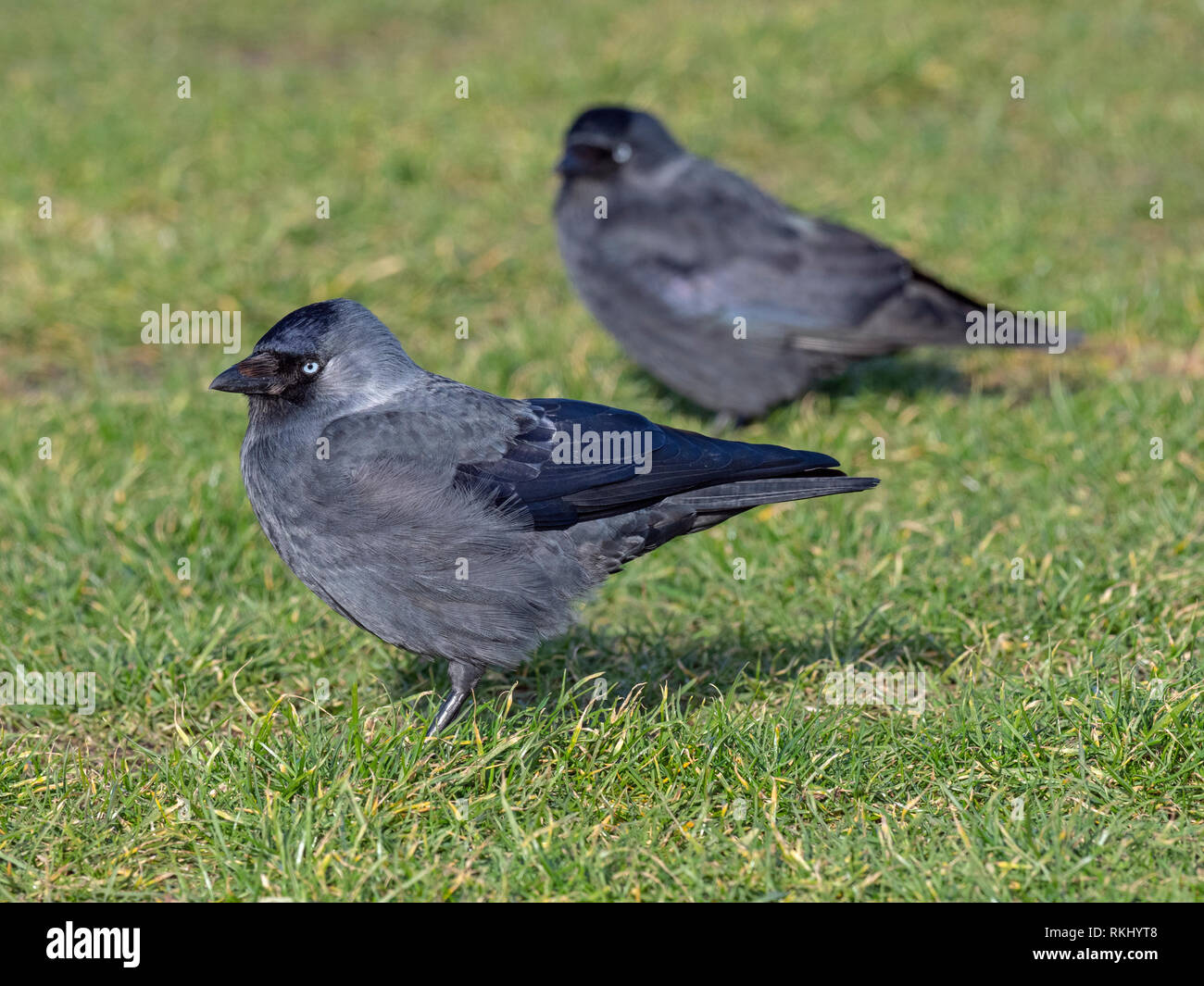 Jackdaw Corvus monedula Fütterung auf Farmland Norfolk UK Stockfoto
