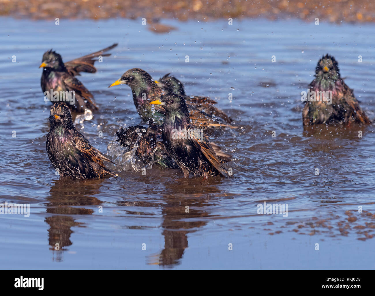 Starling Sturnus vulgaris Herde Masse baden in Pfütze Stockfoto