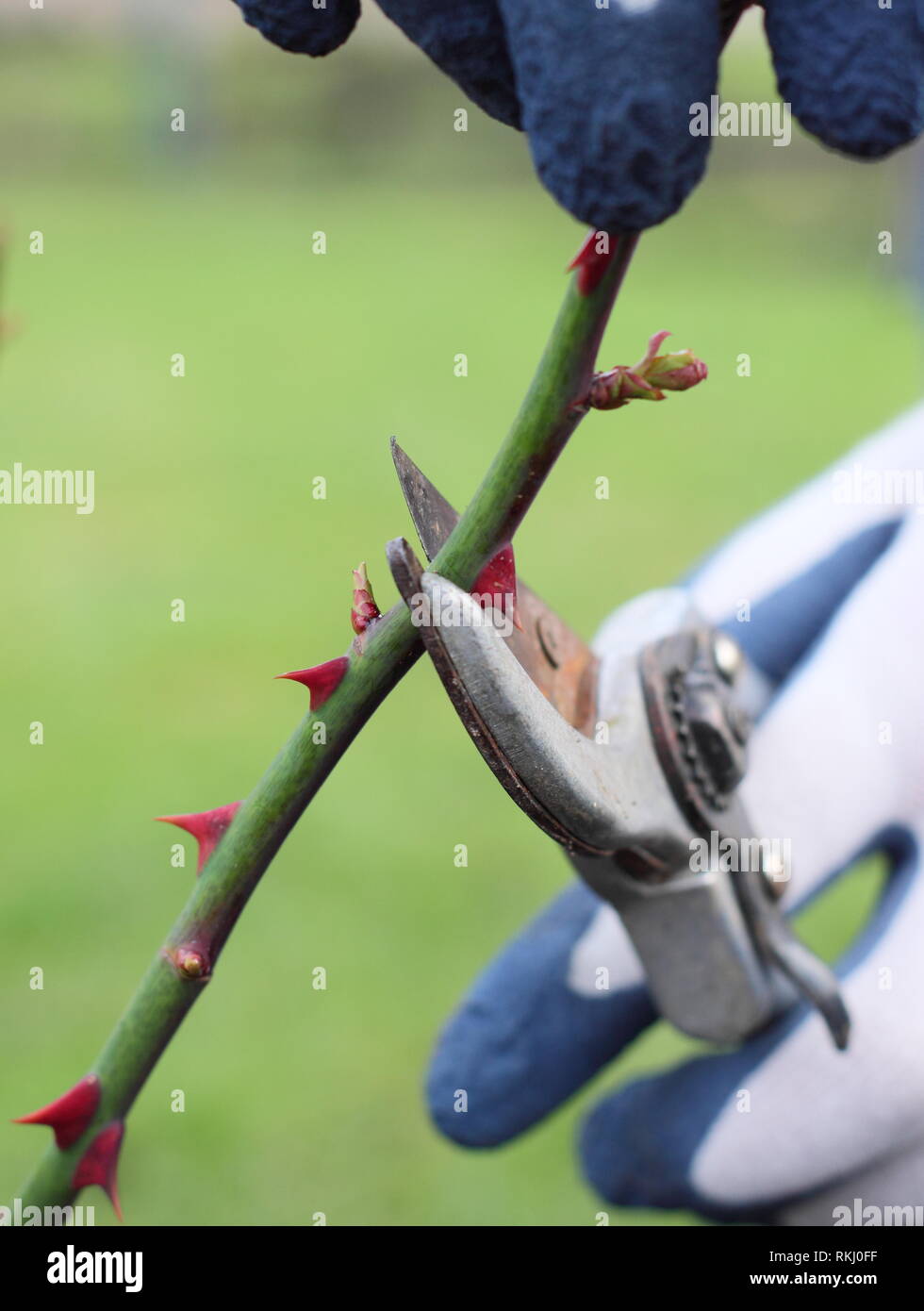 Rosa. Im späten Winter Beschneidung der Englischen Strauch stieg auf knapp über neue Knospe - Januar, Großbritannien Stockfoto