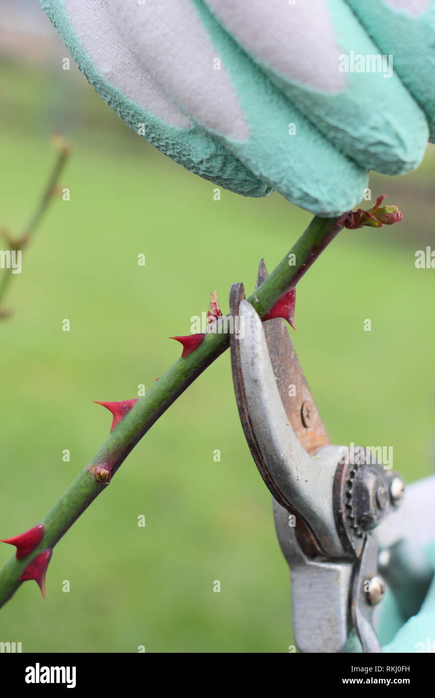 Rosa. Im späten Winter Beschneidung der Englischen Strauch stieg auf knapp über neue Knospe - Januar, Großbritannien Stockfoto