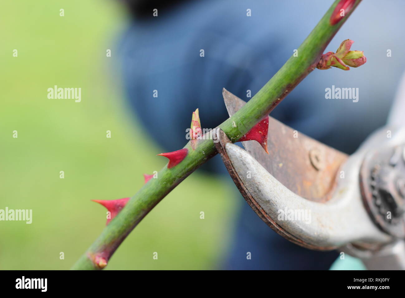 Rosa. Beschneidung Englisch Strauch rose Rosen im späten Winter bis knapp über neue Knospe - Januar, Großbritannien Stockfoto