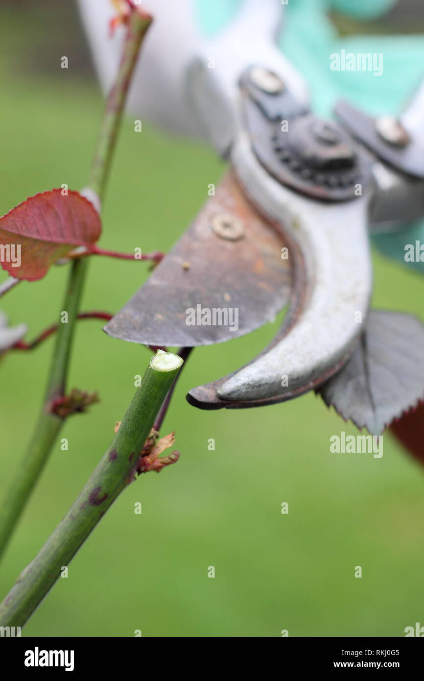 Rosa. Im späten Winter Beschneidung der Englischen Strauch stieg auf knapp über neue Knospe - Januar, Großbritannien Stockfoto