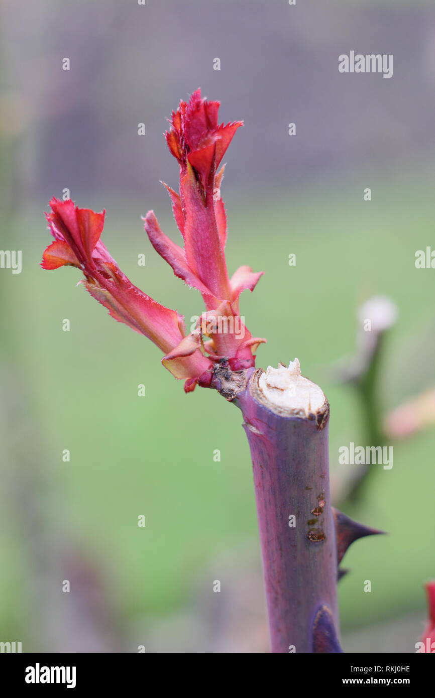 Rosa. Neues Wachstum nach der Beschneidung eines englischen Strauch Rose - Januar, Großbritannien Stockfoto