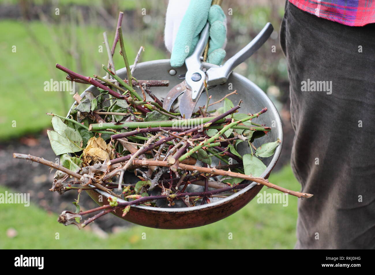 Rosa. Gärtner, die Winter rose Baumschnitt clippings in Metallbehälter mit gartenschere - Januar, Großbritannien Stockfoto