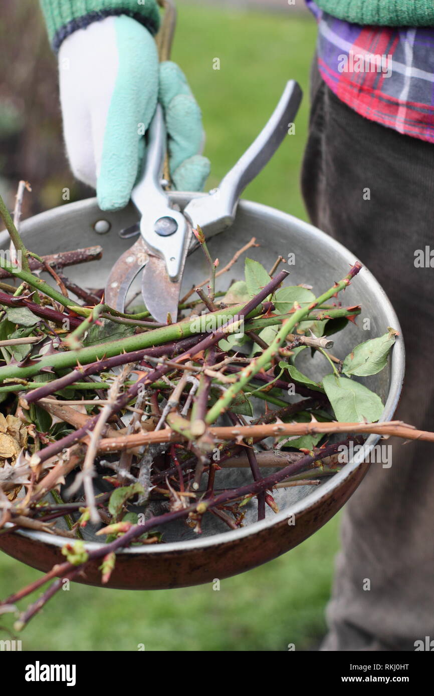 Rosa. Gärtner, die Winter rose Baumschnitt clippings in Metallbehälter mit gartenschere - Januar, Großbritannien Stockfoto