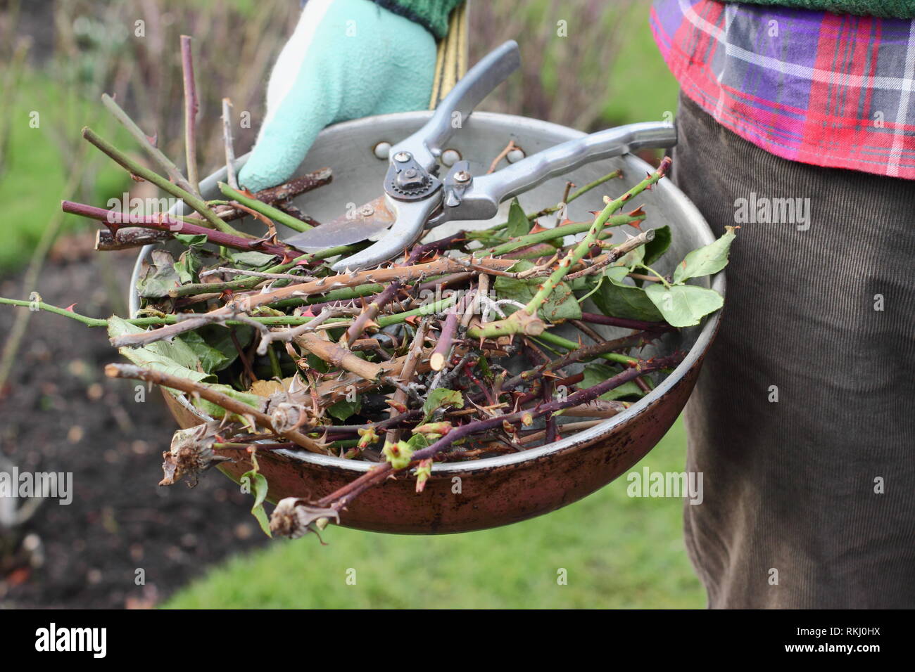 Rosa. Gärtner, die Winter rose Baumschnitt clippings in Metallbehälter mit gartenschere - Januar, Großbritannien Stockfoto