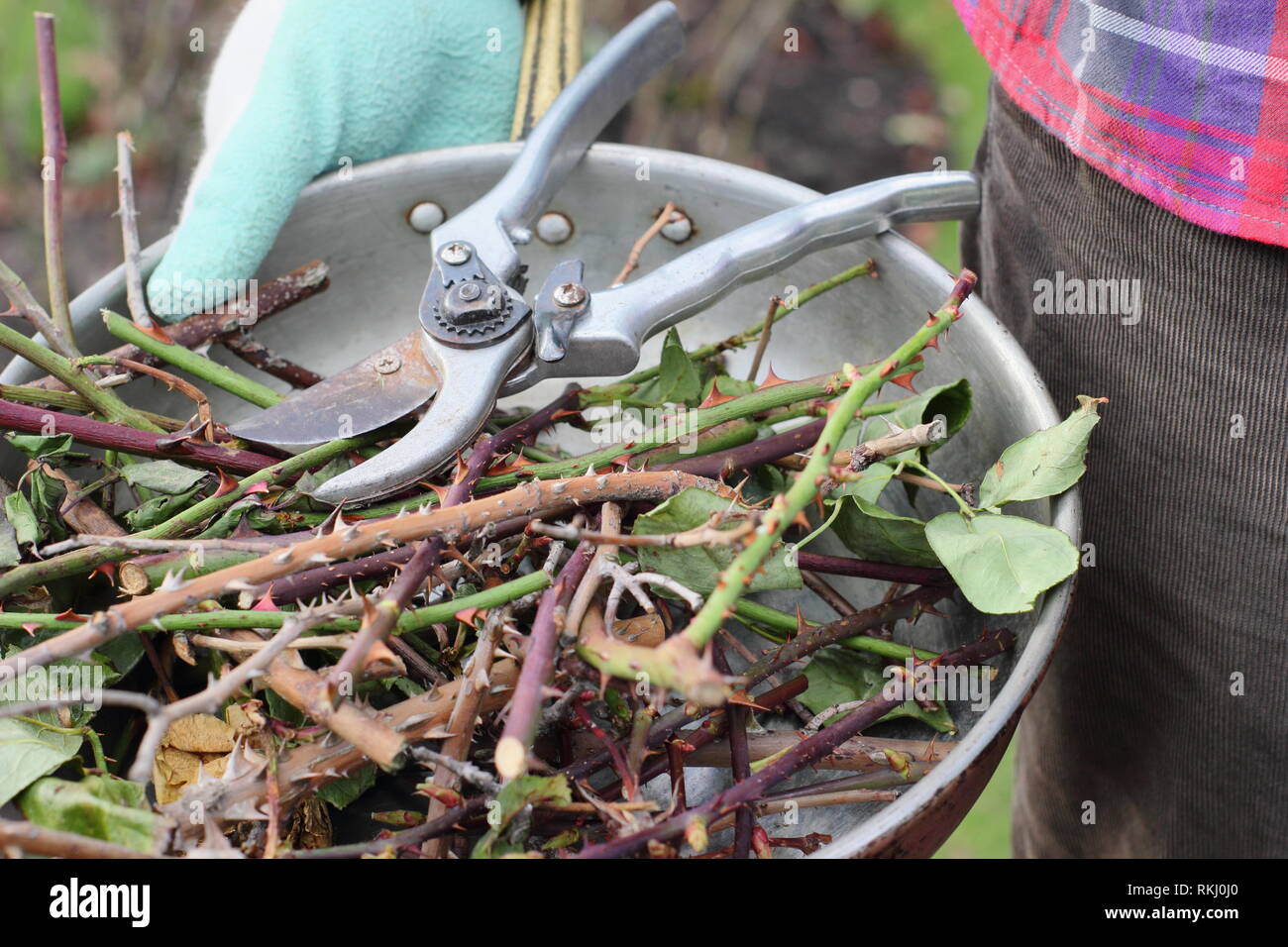 Rosa. Gärtner, die Winter rose Baumschnitt clippings in Metallbehälter mit gartenschere - Januar, Großbritannien Stockfoto