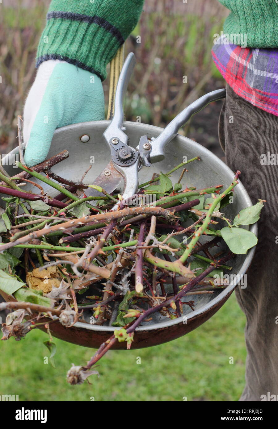 Rosa. Gärtner, die Winter rose Baumschnitt clippings in Metallbehälter mit gartenschere - Januar, Großbritannien Stockfoto