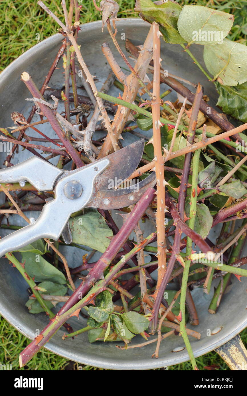 Winter rose Baumschnitt clippings in einem Metallbehälter mit gartenschere - Januar, Großbritannien Stockfoto