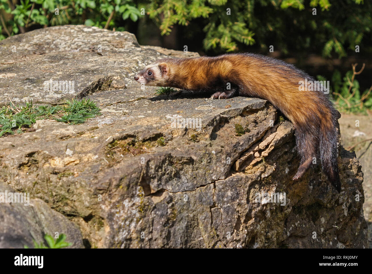 Frettchen Sonnenbaden auf den Felsen Stockfoto