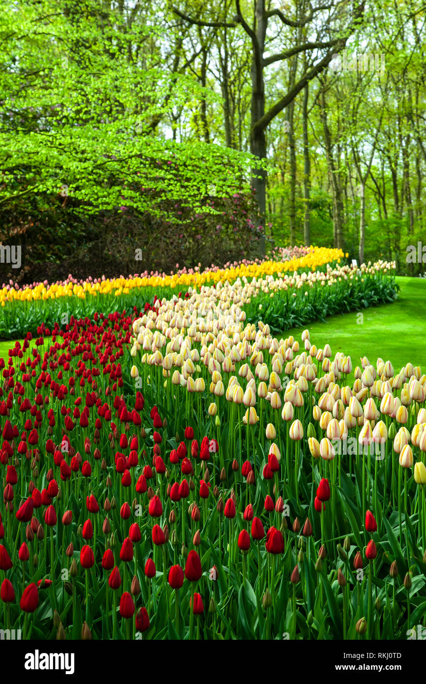 Reihen von Tulpen, Keukenhof Gärten, in der Nähe von Lisse, Niederlande, Die Niederlande Stockfoto
