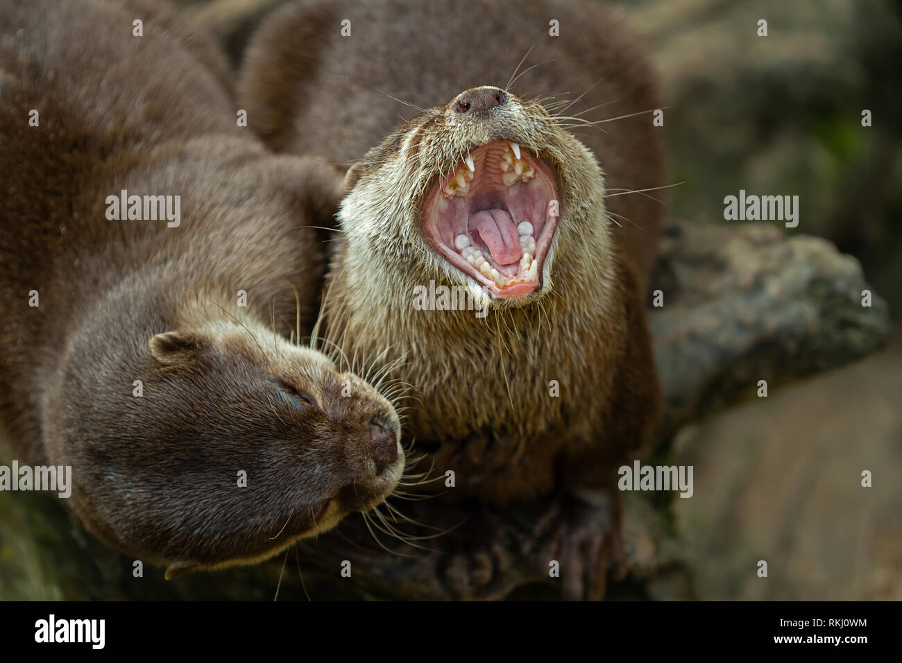 2 Otter eine gähnt Stockfoto