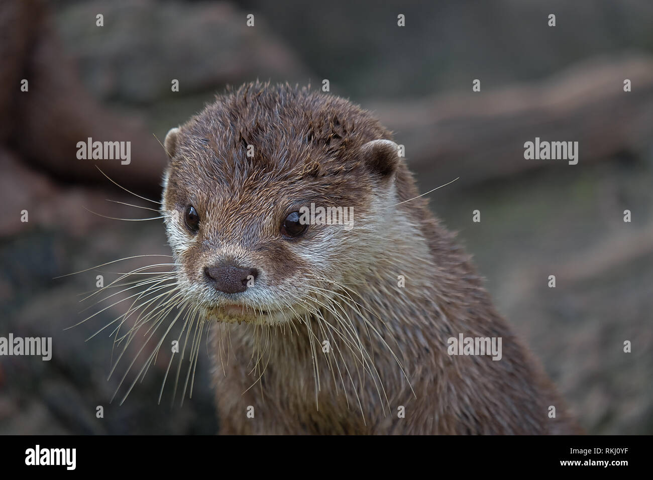 Portrait einer Otter mit großen Augen Stockfoto