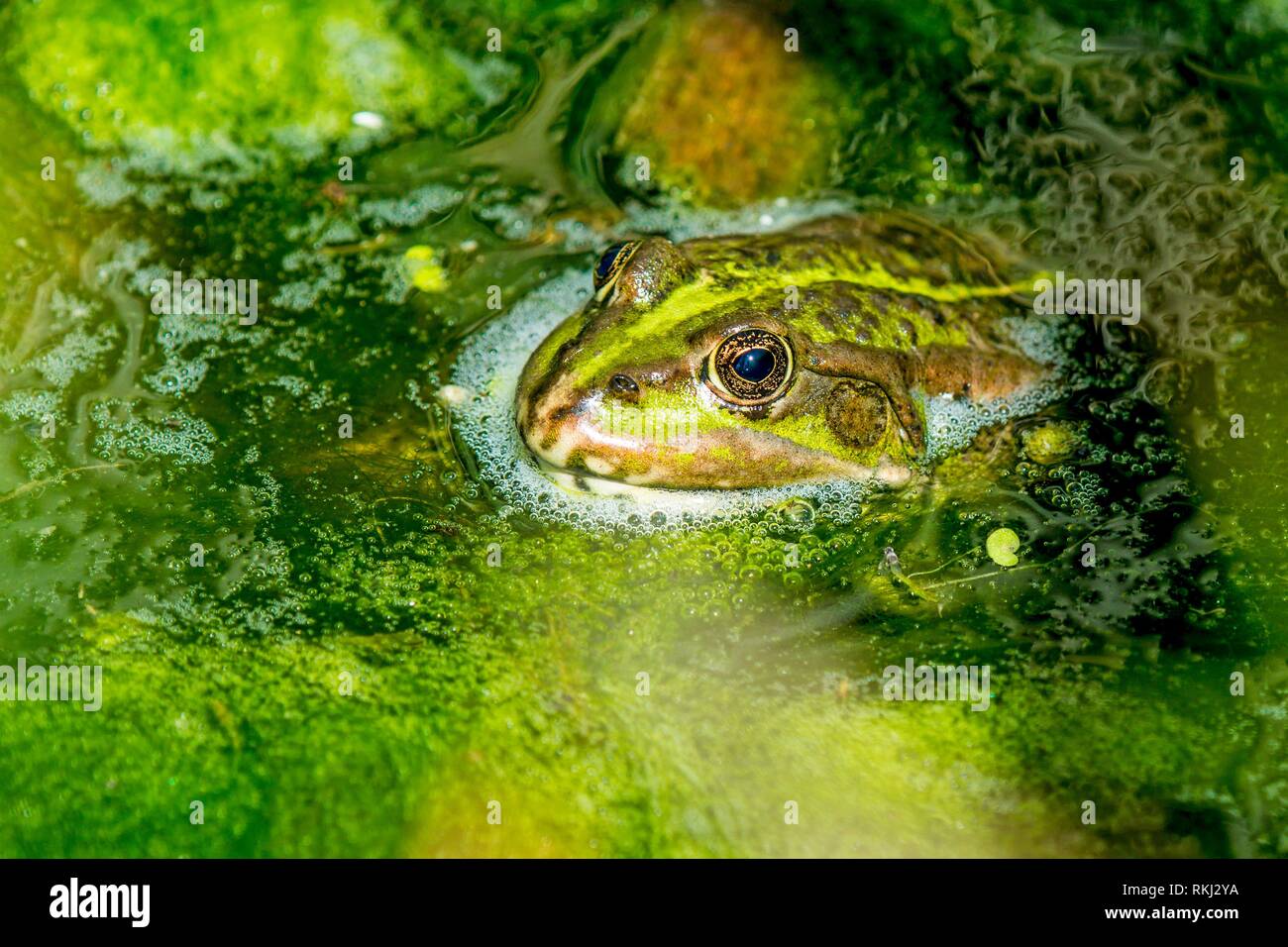 Frosch im teich Fotos und Bildmaterial in hoher Auflösung Alamy