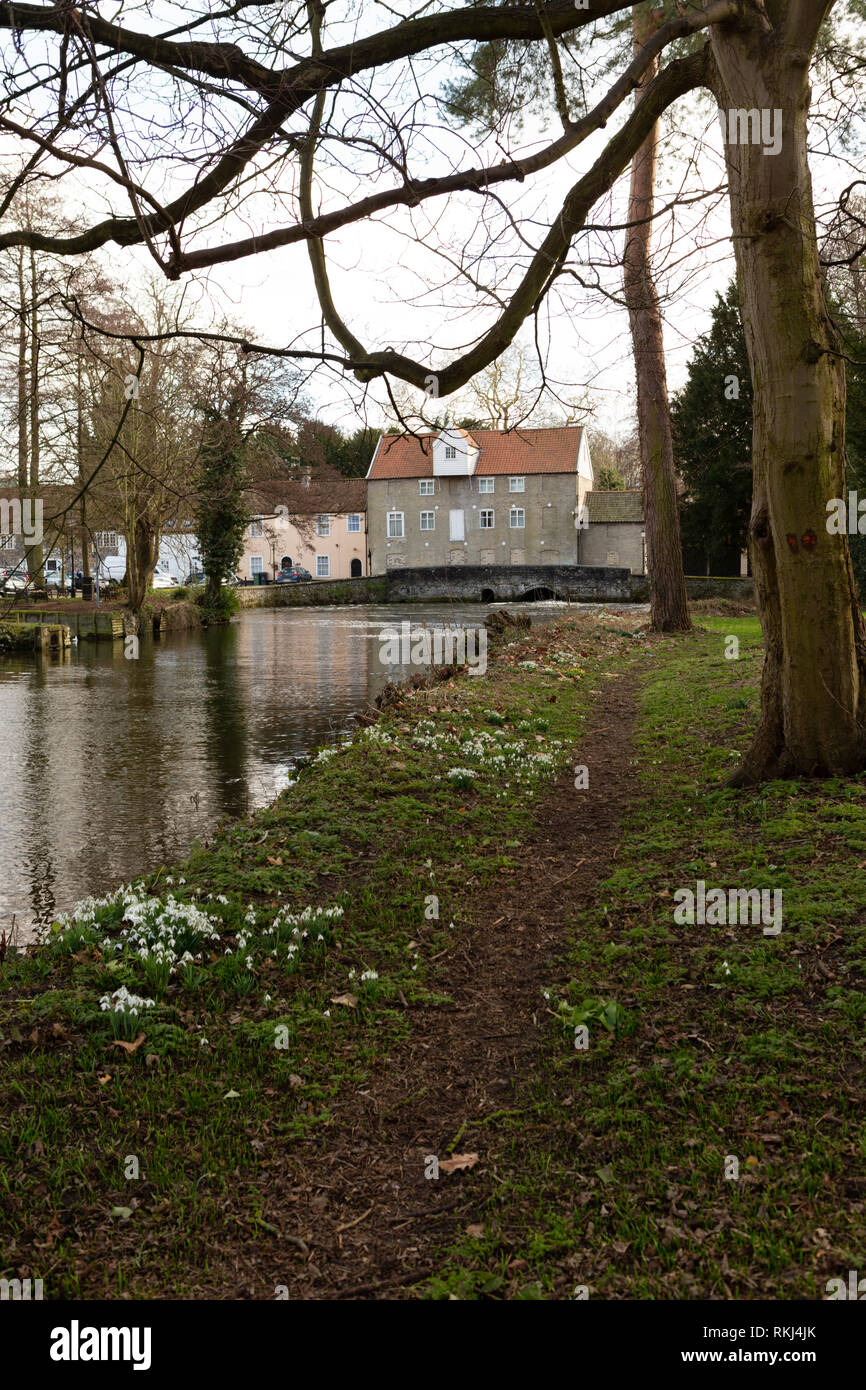 Schneeglöckchen auf Butten Insel, Thetford vor der ehemaligen Kaffeemühle. Stockfoto