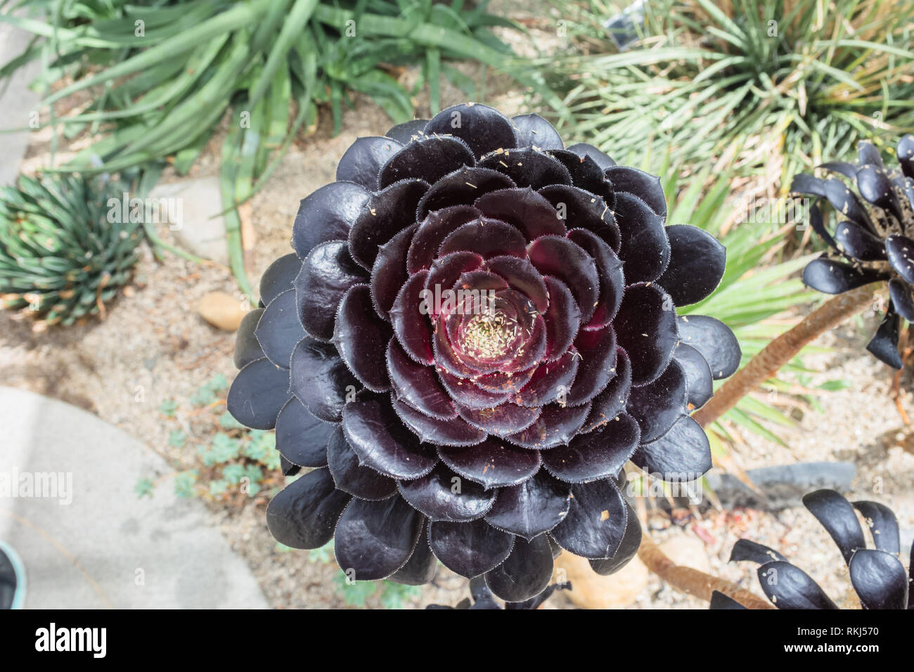 Crassulaceae aeonium arboreum Schwarzkopf schwarze Blüte im Gewächshaus des Botanischen Gartens Stockfoto