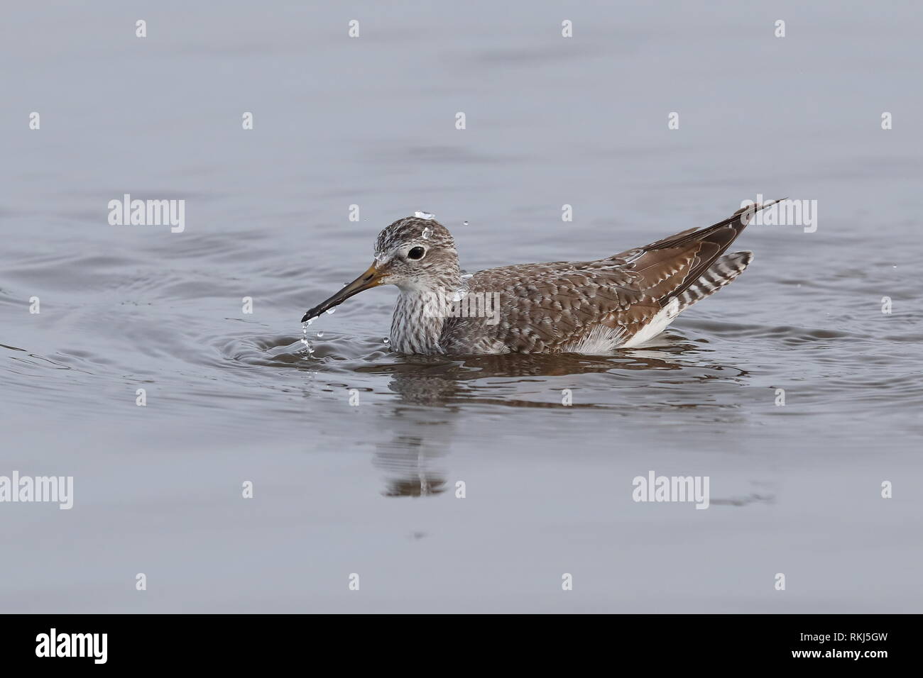1. winter Lesser Yellowlegs Stockfoto