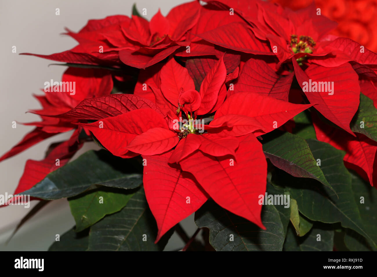 Weihnachten Blumen/Rot Weihnachtsstern Blume, Euphorbia pulcherrima,  Nochebuena Stockfotografie - Alamy