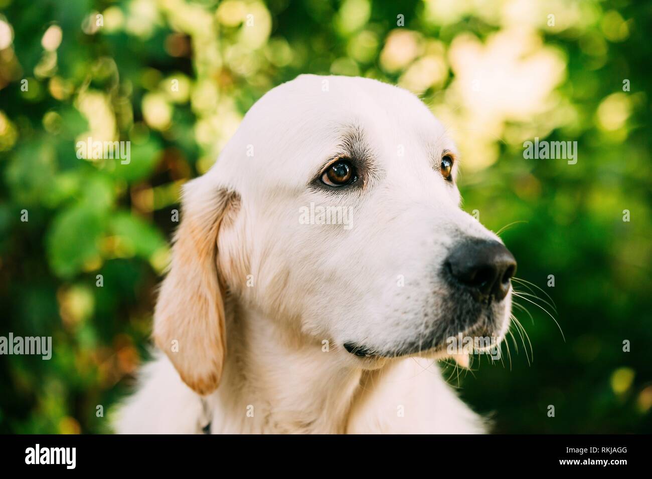 Seitenansicht Portrait von starren Gelb Golden Labrador Retriever Hund oder  St. John's Wasser Hund. Nahaufnahme Kopf Schnauze. Boke Bokeh Grün gelben  Hintergrund Stockfotografie - Alamy