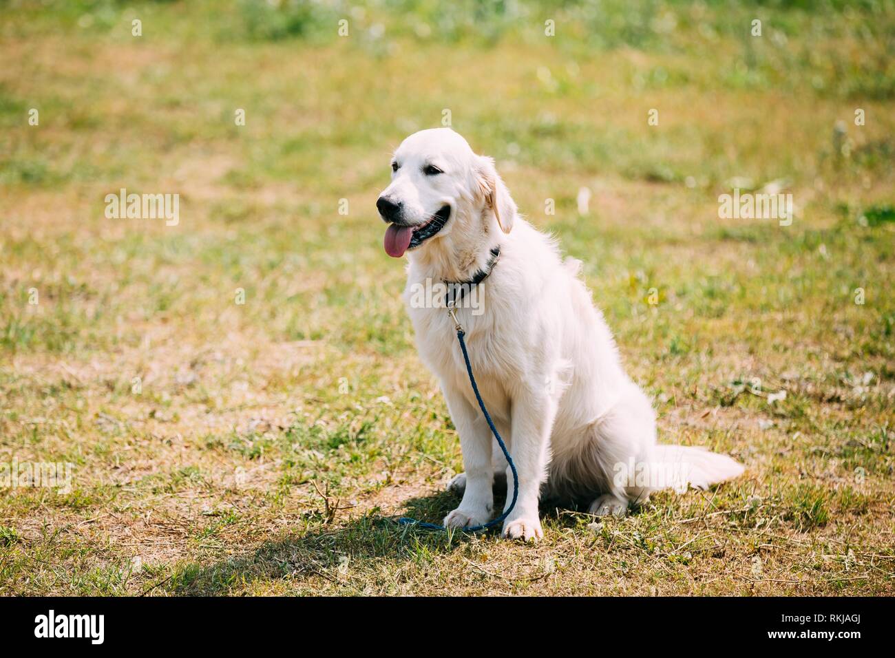 white long haired labrador