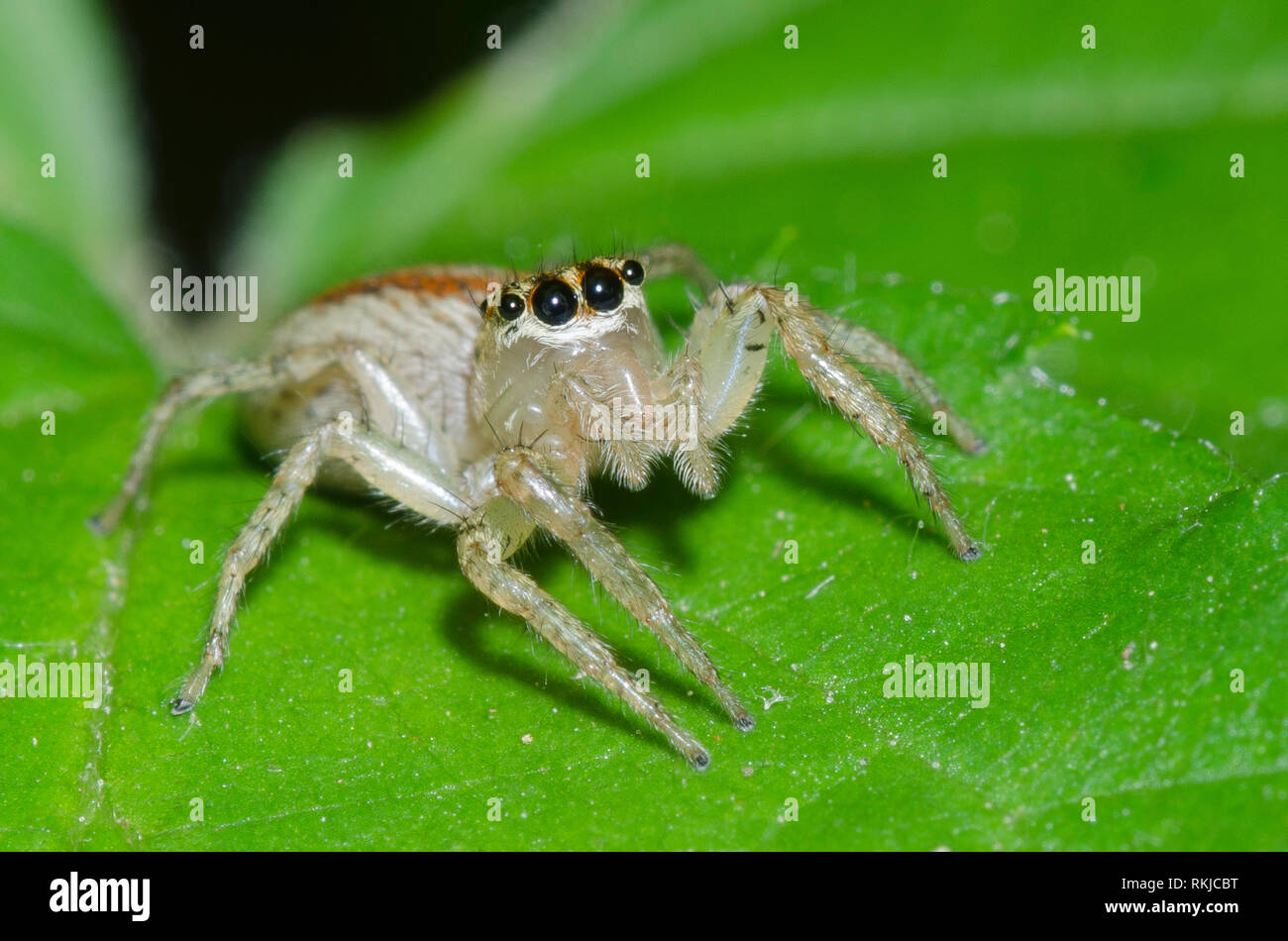 Dimorphic Jumping Spider, Maevia inclemens, Weiblich Stockfoto