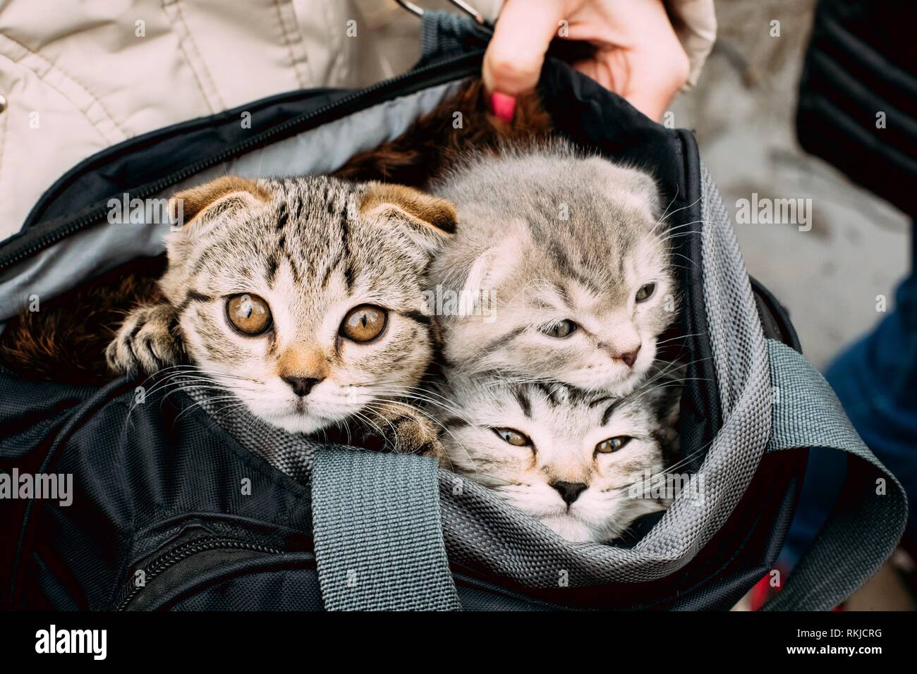 Drei kleine niedliche Lustige schottische Katze Kätzchen Sieht aus der  Tasche transportieren Stockfotografie - Alamy