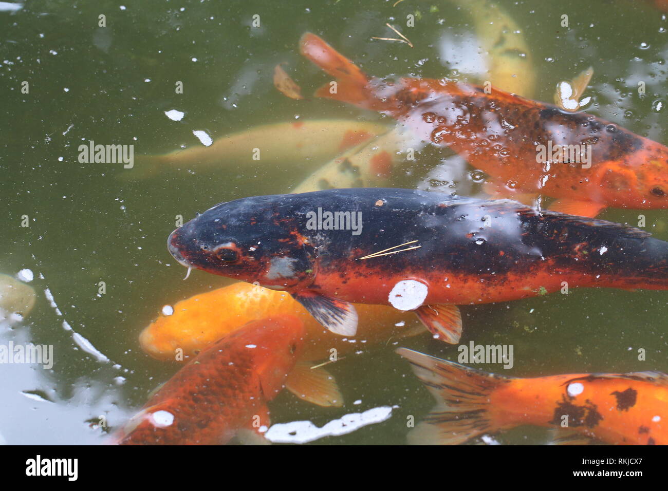 Colorful koi carp painting Fotos und Bildmaterial in hoher Auflösung