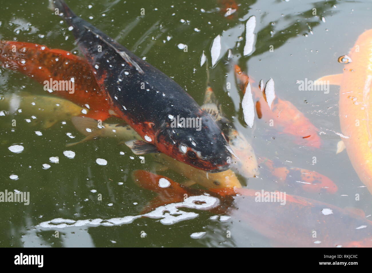 Colorful koi carp painting Fotos und Bildmaterial in hoher Auflösung
