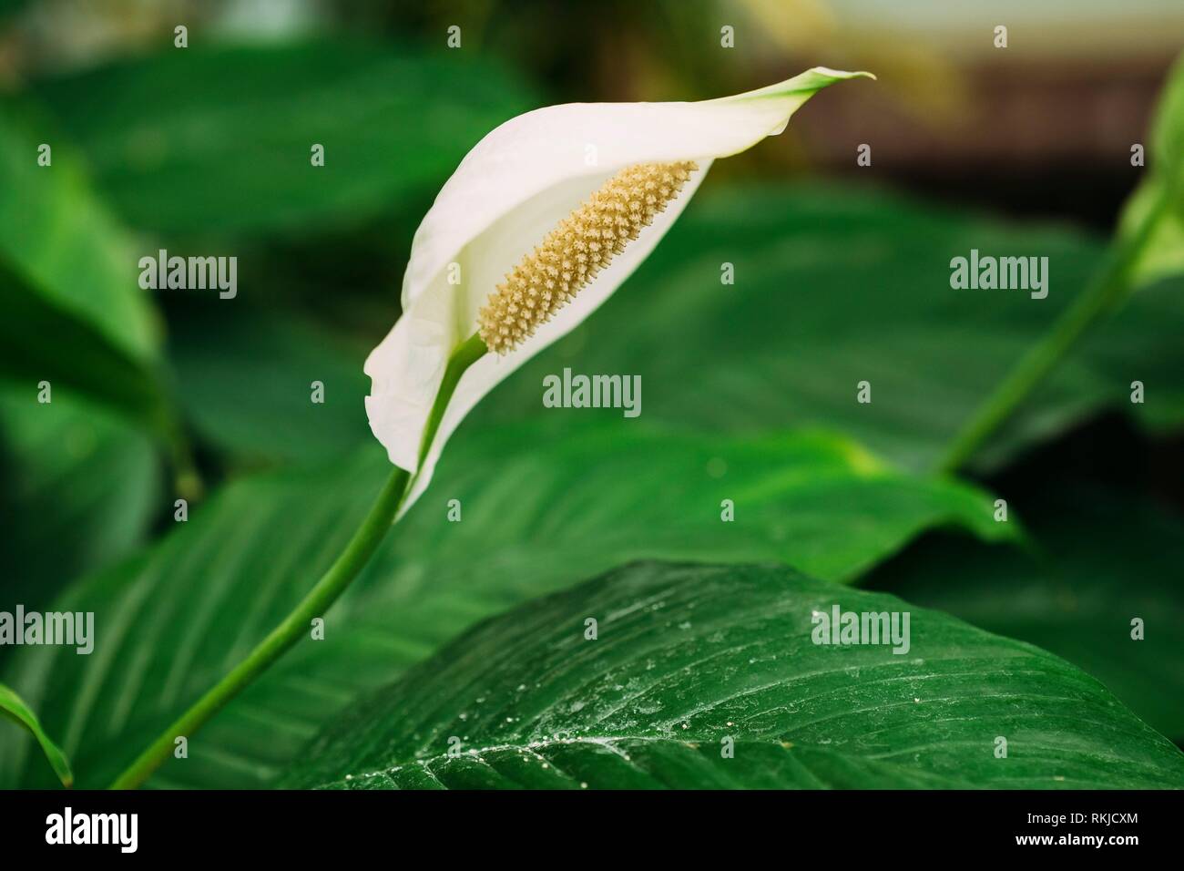 Grüne Blätter der Pflanze Blume Spathiphyllum. Es ist eine Gattung von