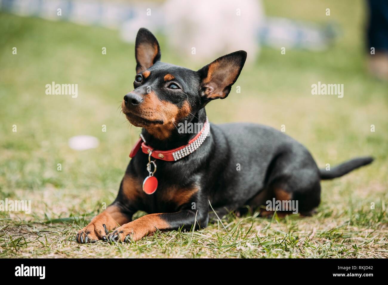 Zwergpinscher / Zwergpinscher / min Pin Hund trägt Mantel im Garten  Stockfotografie - Alamy