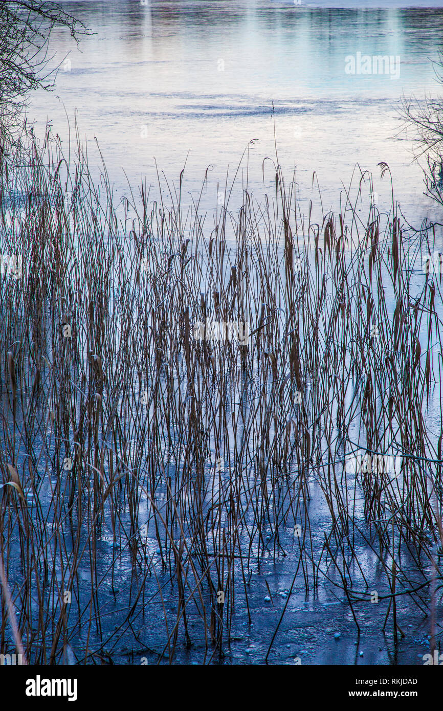 Rast am Rand von einem See oder Teich. Stockfoto