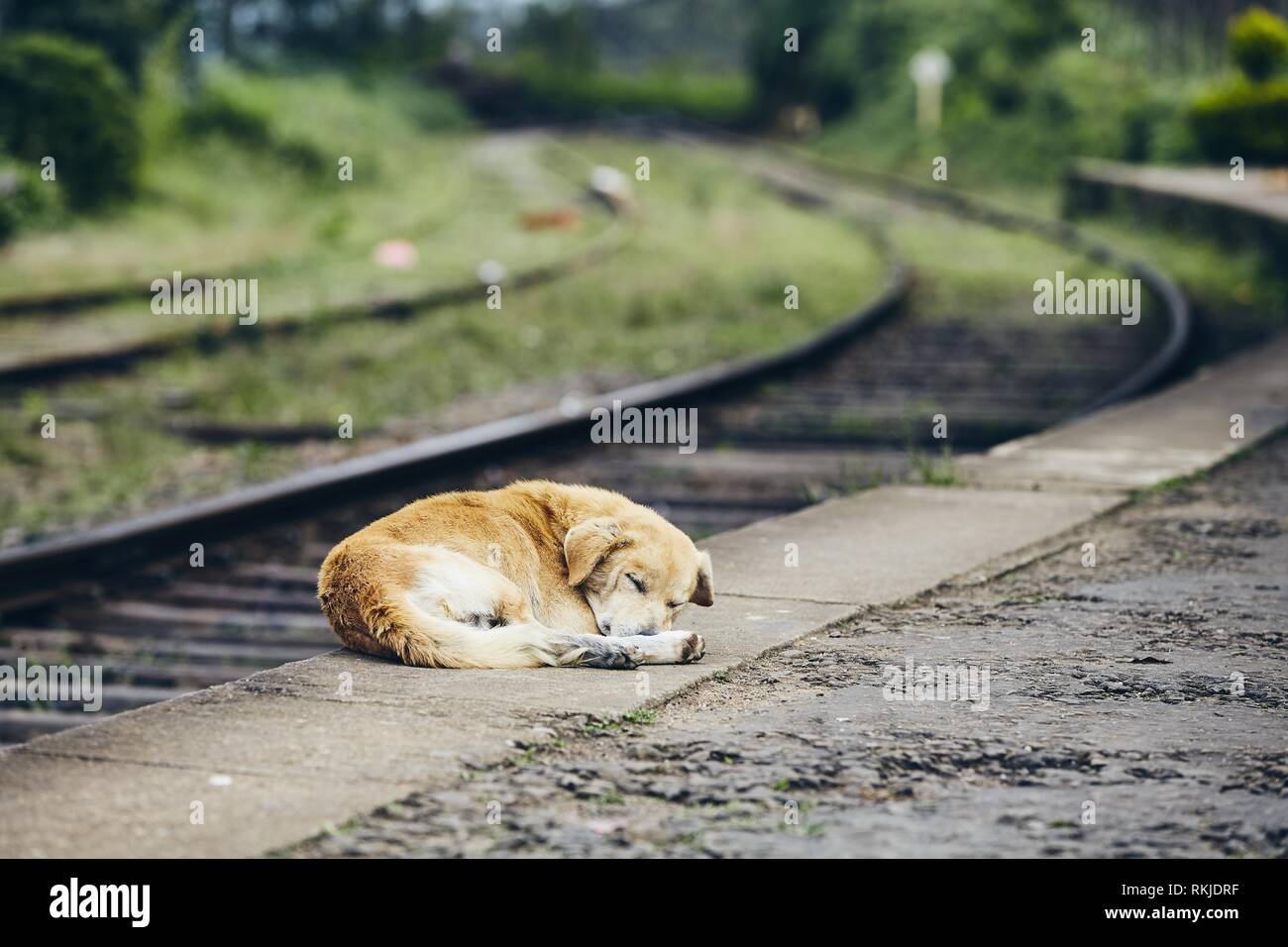 Müde Hund schlafen auf Plattform der Bahnhof. Themen Loyalität, verloren, Hoffnung und Reisen. Stockfoto