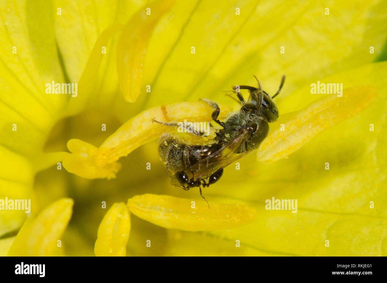 Schweiß Biene, Lasioglossum sp., belästigt durch Ant, Familie Formicidae, auf Zahnriemen Nachtkerze, Calylophus serrulatus Stockfoto