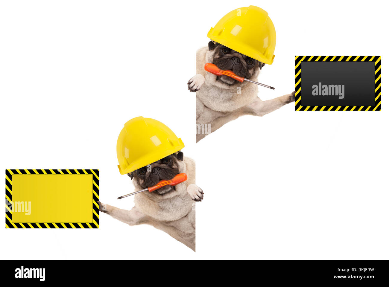 Mechaniker Bauarbeiter mops Hund mit konstruktor Helm Frolic, Holding  orange Schraubendreher und Leere gelbe und schwarze Schild, auf der whi  isoliert Stockfotografie - Alamy