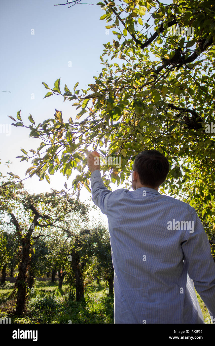 Ein Mann Tränen einen Apfel von einem Baum Stockfoto