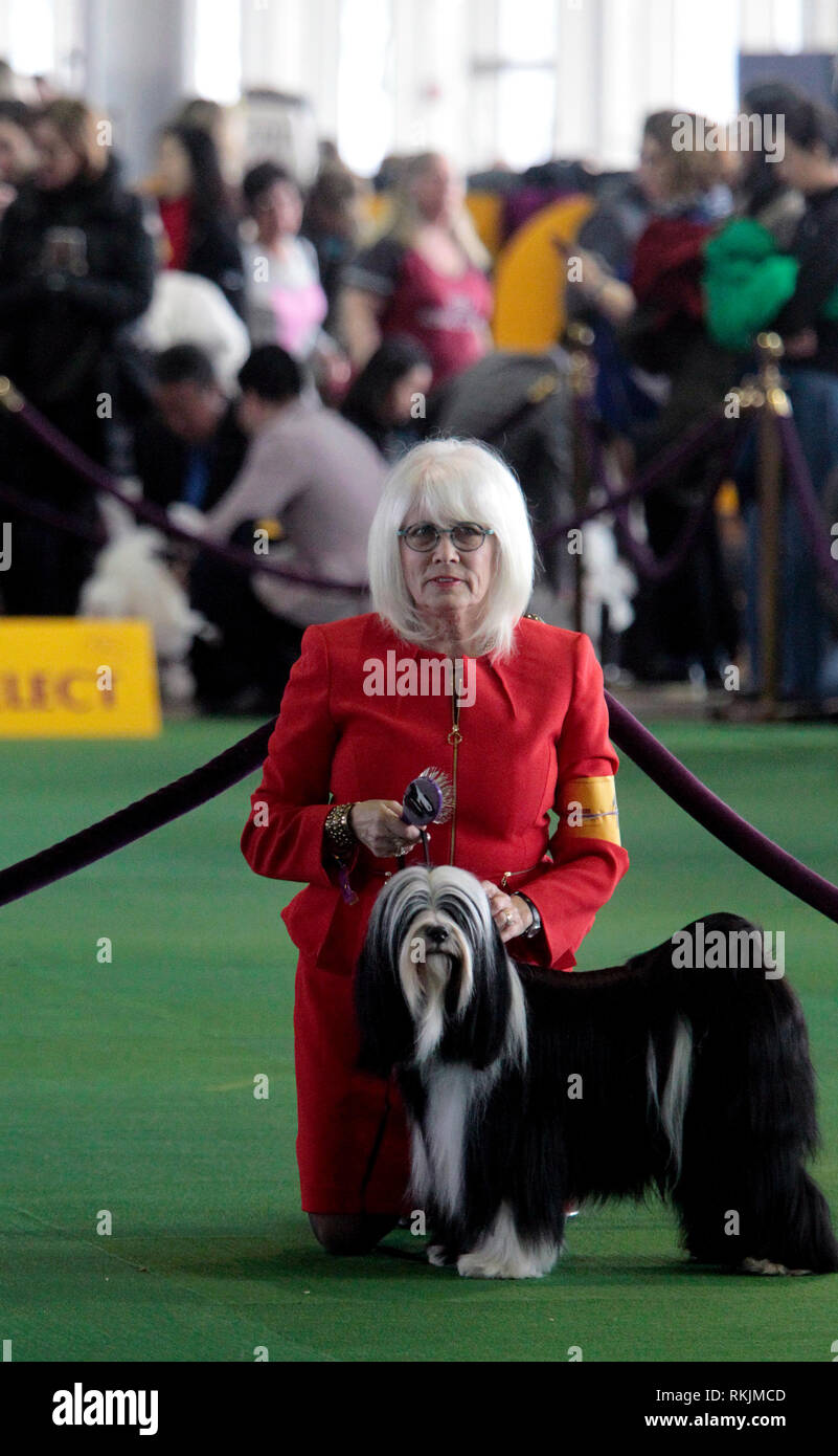 New York, Vereinigte Staaten. 11 Feb, 2019. Westminster Dog Show - New York City, 11. Februar 2019: Handler mit Tibet Terrier in Erwartung der Beurteilung während der beste Wettbewerb auf 143 Jährliche Westminster Dog Show in New York City / Gutschrift: Adam Stoltman/Alamy leben Nachrichten Stockfoto