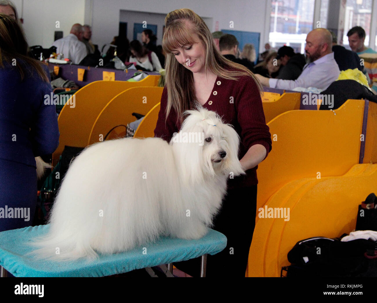 New York, Vereinigte Staaten. 11 Feb, 2019. Westminster Dog Show - New York City, 11. Februar, 2019: Turbo, ein Coton de Tulear, bevor die besten Wettbewerb auf 143 Jährliche Westminster Dog Show in New York City gepflegt wird. Quelle: Adam Stoltman/Alamy leben Nachrichten Stockfoto