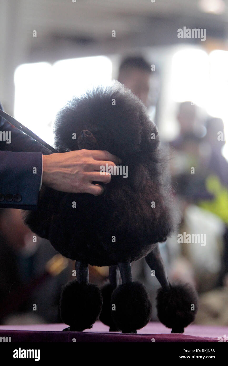 New York, Vereinigte Staaten. 11 Feb, 2019. Westminster Dog Show - New York City, 11. Februar, 2019: ein Toy Pudel, GCH CH Hillwood McKyan, sitzt auf der Beurteilung der Tabelle während der beste Wettbewerb auf 143 Jährliche Westminster Dog Show in New York City. Quelle: Adam Stoltman/Alamy leben Nachrichten Stockfoto