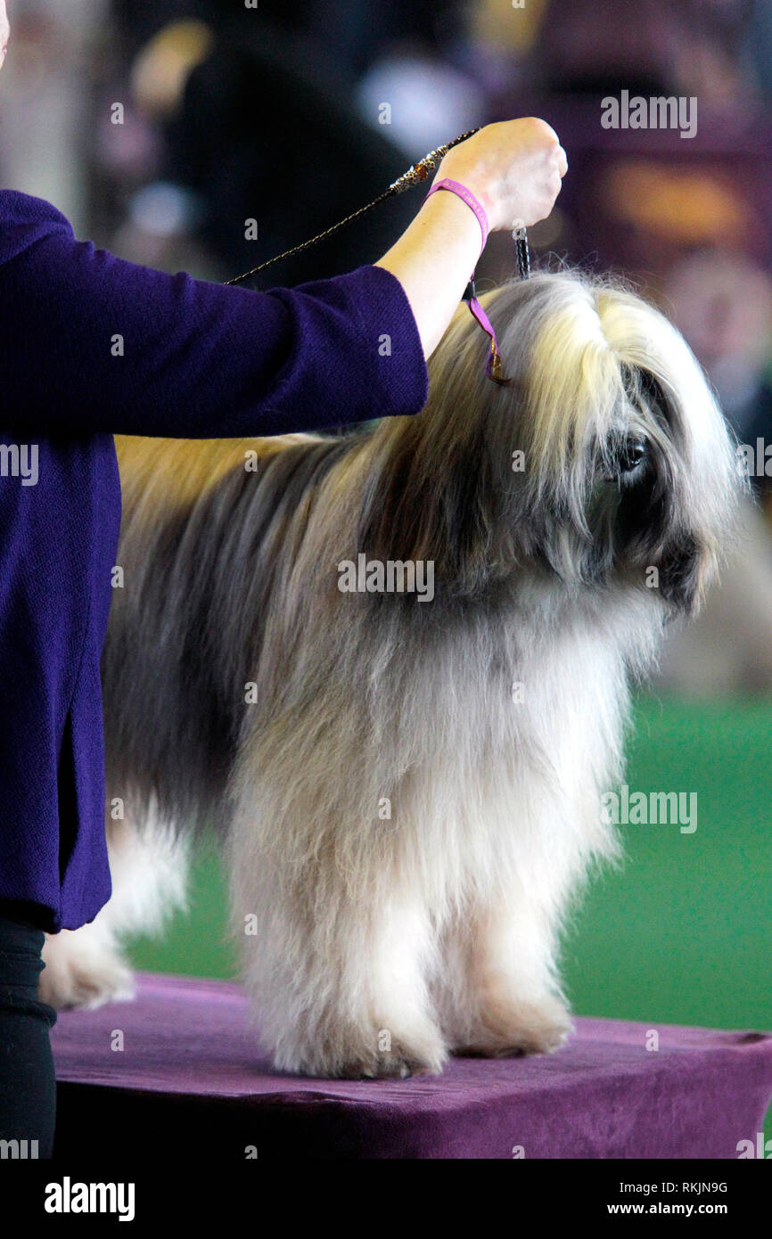 New York, Vereinigte Staaten. 11 Feb, 2019. Westminster Dog Show - New York City, 11. Februar, 2019: ein Tibet Terrier, CH Dreammaker Salishan Sullivan's Lunar Tide, während der Beurteilung für die beste Konkurrenz am 143. jährliche Westminster Dog Show in New York City. Quelle: Adam Stoltman/Alamy leben Nachrichten Stockfoto