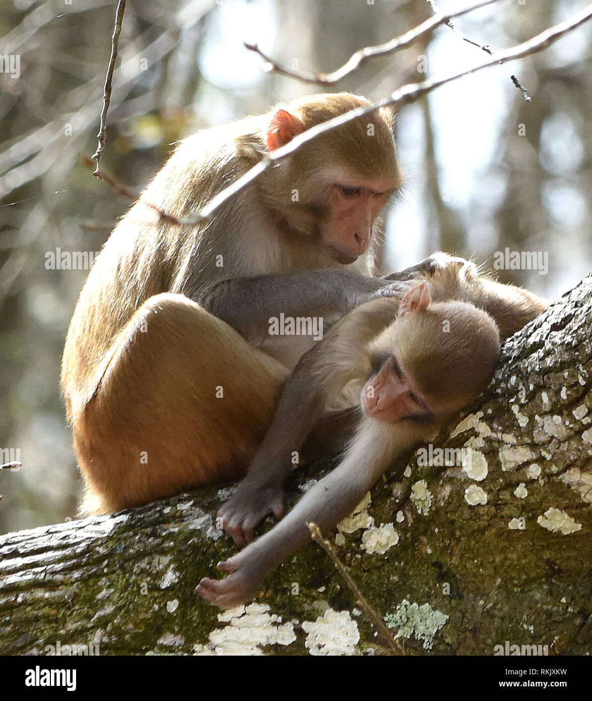 Silver Springs, Florida, USA. 11. Februar 2019. Ein erwachsener Rhesus macaque Affen pflegt auf einem Baum entlang der Silver River in Silver Springs State Park am 11. Februar 2019 in Silver Springs, Florida. Der Park ist die Heimat von mindestens 300 der Primaten, die in Asien sind und sind Nachkommen von einer kleinen Gruppe von Tieren, die in den Wald, nachdem Sie den Bereich, in den 1930er und 1940er Jahren brachte als Touristenattraktion entgangen. Credit: Paul Hennessy/Alamy leben Nachrichten Stockfoto