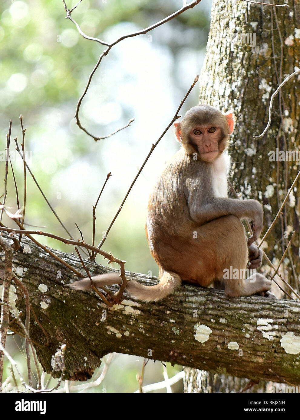 Silver Springs, Florida, USA. 11. Februar 2019. Eine rhesus macaque Affen sitzt auf einem Baum entlang der Silver River in Silver Springs State Park am 11. Februar 2019 in Silver Springs, Florida. Der Park ist die Heimat von mindestens 300 der Primaten, die in Asien sind und sind Nachkommen von einer kleinen Gruppe von Tieren, die in den Wald, nachdem Sie den Bereich, in den 1930er und 1940er Jahren brachte als Touristenattraktion entgangen. Credit: Paul Hennessy/Alamy leben Nachrichten Stockfoto