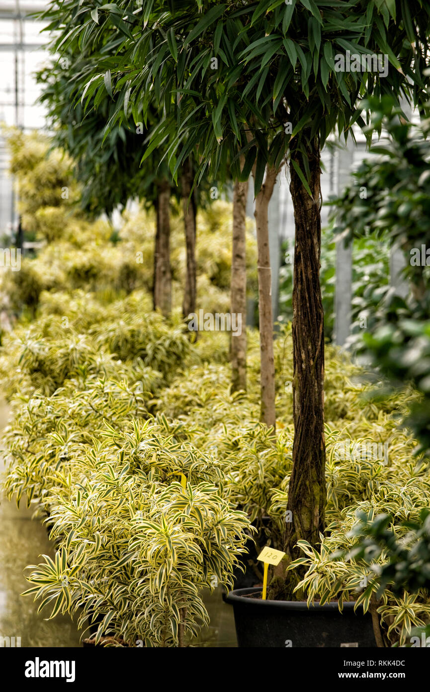 Gewaechshaus fuer Hydrokulturpflanzen das selber Energie erzeugt. Sterben Pflanzen Sindh Ficus (hohe Pflanzen) und Pleomele (gelb) Stockfoto
